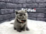 Muhteşem Kül Rengi̇ Bri̇ti̇sh Shorthai̇r
