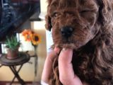 Toy Poodle Safkan Redbrown