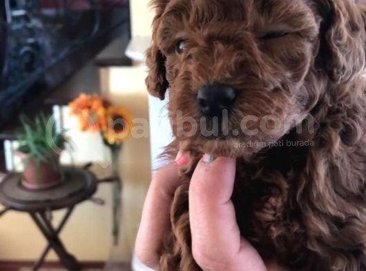 Toy Poodle Safkan Redbrown görsel