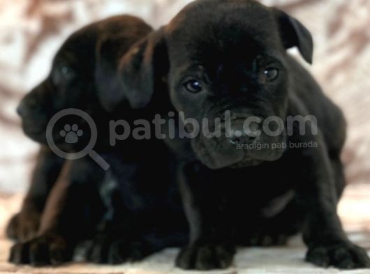 Cane Corso Di̇şi̇ Erkek Bebekler Mevcut