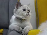Aşıları Tam Dişi Ve Erkek Safkan British Shorthair