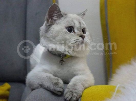 Aşıları Tam Dişi Ve Erkek Safkan British Shorthair görsel