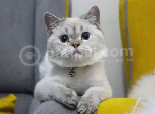 Aşıları Tam Dişi Ve Erkek Safkan British Shorthair