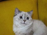 Aşıları Tam Dişi Ve Erkek Safkan British Shorthair