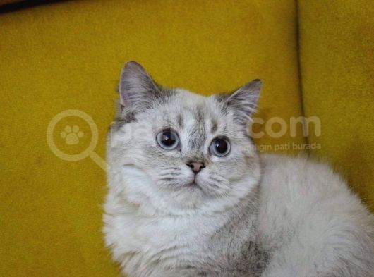 Aşıları Tam Dişi Ve Erkek Safkan British Shorthair görsel