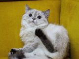 Aşıları Tam Dişi Ve Erkek Safkan British Shorthair