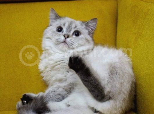Aşıları Tam Dişi Ve Erkek Safkan British Shorthair görsel