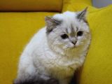 Aşıları Tam Dişi Ve Erkek Safkan British Shorthair