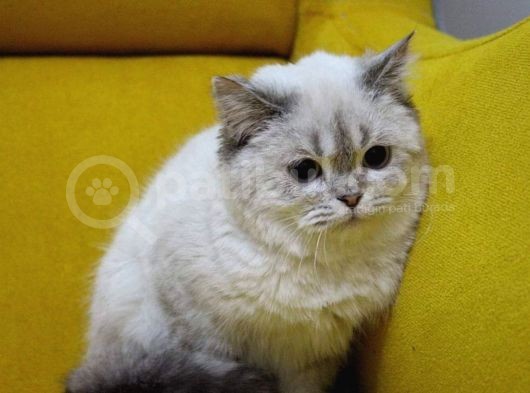 Aşıları Tam Dişi Ve Erkek Safkan British Shorthair görsel