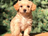 Orjinal Maltipoo Erkek Yavrularımız Teslime Hazır