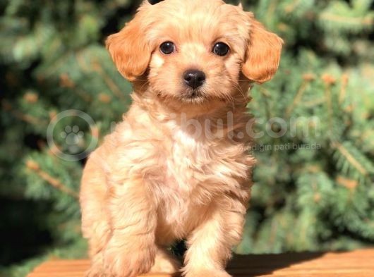 Orjinal Maltipoo Erkek Yavrularımız Teslime Hazır