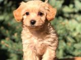 Orjinal Maltipoo Erkek Yavrularımız Teslime Hazır
