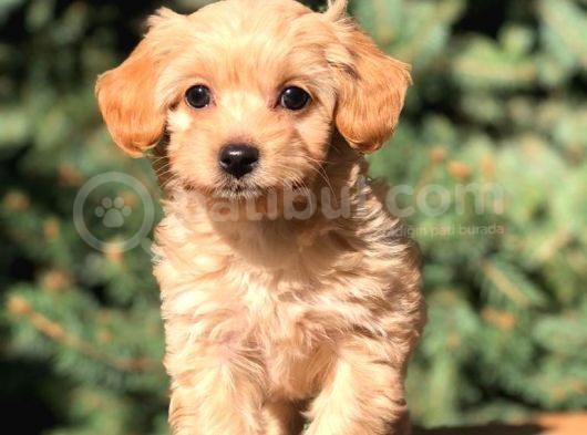 Orjinal Maltipoo Erkek Yavrularımız Teslime Hazır görsel