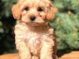 Orjinal Maltipoo Erkek Yavrularımız Teslime Hazır