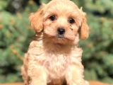 Orjinal Maltipoo Erkek Yavrularımız Teslime Hazır