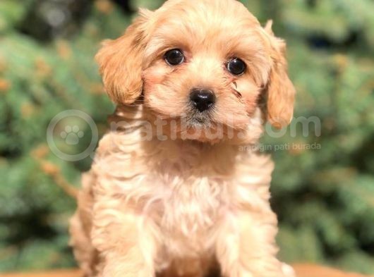 Orjinal Maltipoo Erkek Yavrularımız Teslime Hazır görsel