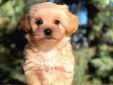 Orjinal Maltipoo Erkek Yavrularımız Teslime Hazır