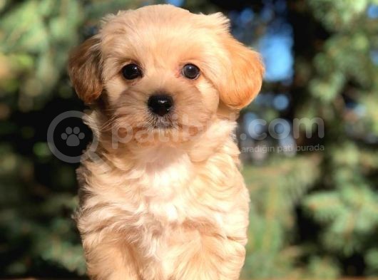 Orjinal Maltipoo Erkek Yavrularımız Teslime Hazır görsel