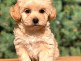 Orjinal Maltipoo Erkek Yavrularımız Teslime Hazır