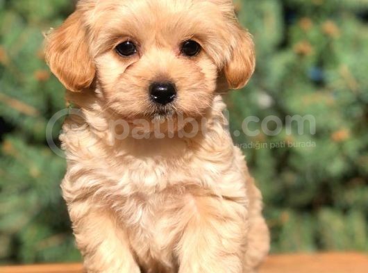 Orjinal Maltipoo Erkek Yavrularımız Teslime Hazır görsel