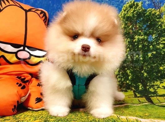 Satılık Pomeranian Boo Teddy Bear Yavrular görsel