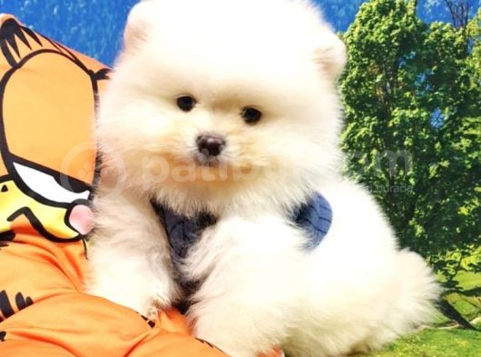 Satılık Pomeranian Boo Teddy Bear Yavrular görsel