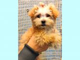 Anne Altindan Toy Poodle Yavrularimiz