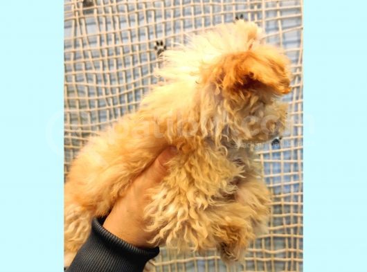 Anne Altindan Toy Poodle Yavrularimiz görsel