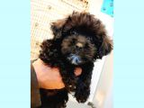 Anne Altindan Toy Poodle Yavrularimiz