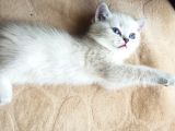 British Shorthair Blue Point Dişi - British Gray Shaded