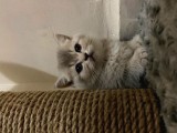 British Shorthair Blue Point Dişi - British Gray Shaded