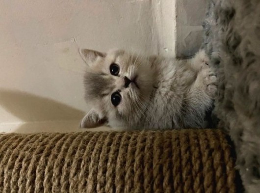 British Shorthair Blue Point Dişi - British Gray Shaded görsel