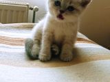 British Shorthair Blue Point Dişi - British Gray Shaded