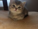 British Shorthair Blue Point Dişi - British Gray Shaded