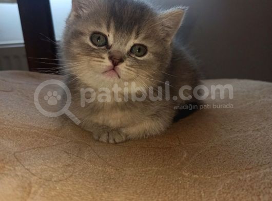 British Shorthair Blue Point Dişi - British Gray Shaded