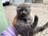 Özel Safkan British Shorthair Yavrumuz