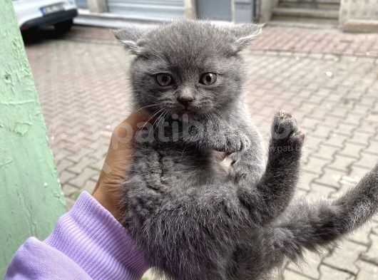 Özel Safkan British Shorthair Yavrumuz görsel