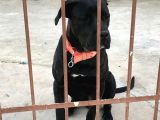 A Class Orji̇nal Eği̇ti̇mli̇ Cane Corso