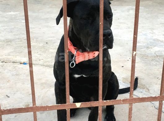 A Class Orji̇nal Eği̇ti̇mli̇ Cane Corso görsel