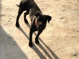 A Class Orji̇nal Eği̇ti̇mli̇ Cane Corso