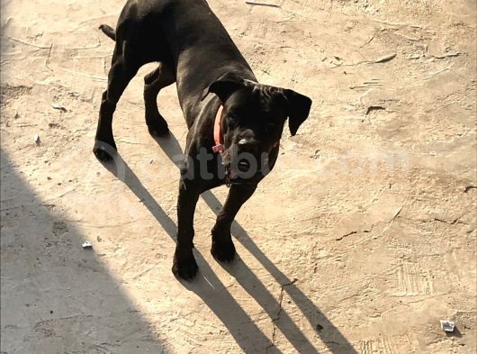 A Class Orji̇nal Eği̇ti̇mli̇ Cane Corso görsel