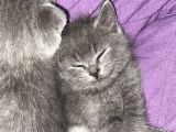 Özel Safkan British Shorthair Yavrumuz
