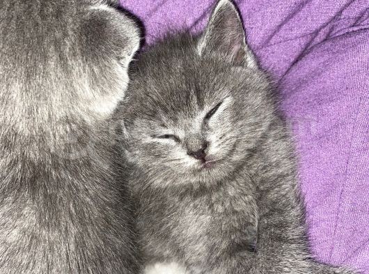 Özel Safkan British Shorthair Yavrumuz görsel
