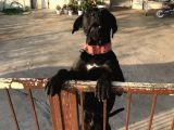 A Class Orji̇nal Eği̇ti̇mli̇ Cane Corso