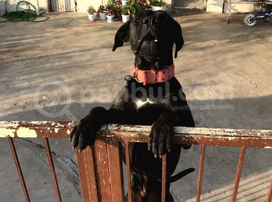 A Class Orji̇nal Eği̇ti̇mli̇ Cane Corso görsel