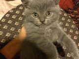 Özel Safkan British Shorthair Yavrumuz