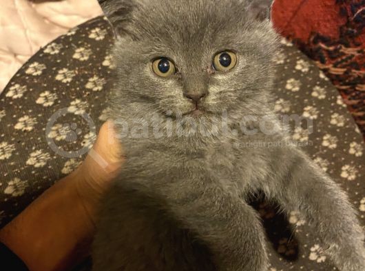 Özel Safkan British Shorthair Yavrumuz görsel