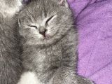 Özel Safkan British Shorthair Yavrumuz