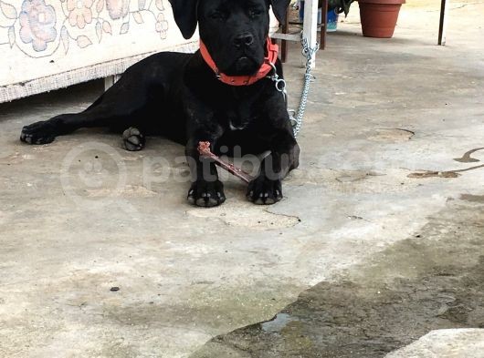 A Class Orji̇nal Eği̇ti̇mli̇ Cane Corso görsel