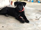 A Class Orji̇nal Eği̇ti̇mli̇ Cane Corso